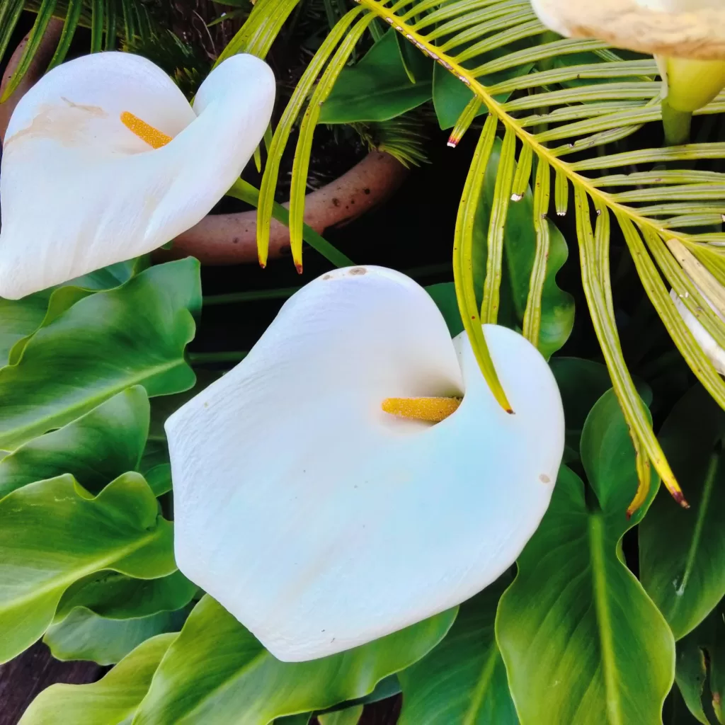 flowers at morro bay air bnb 15