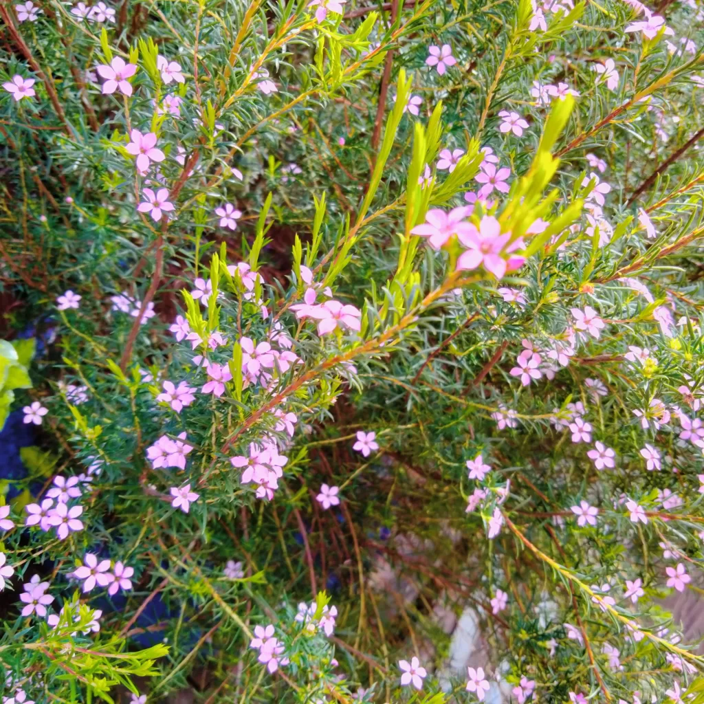 flowers at morro bay air bnb 14