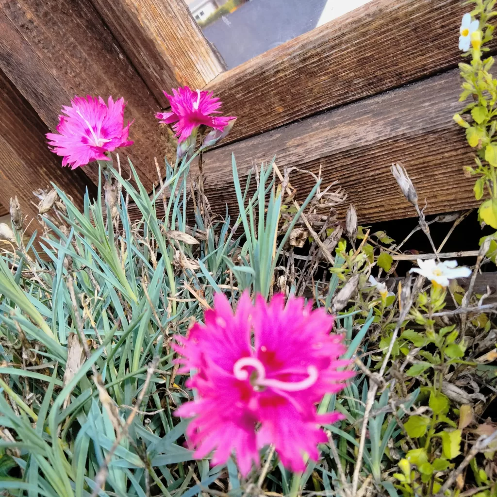flowers at morro bay air bnb 13