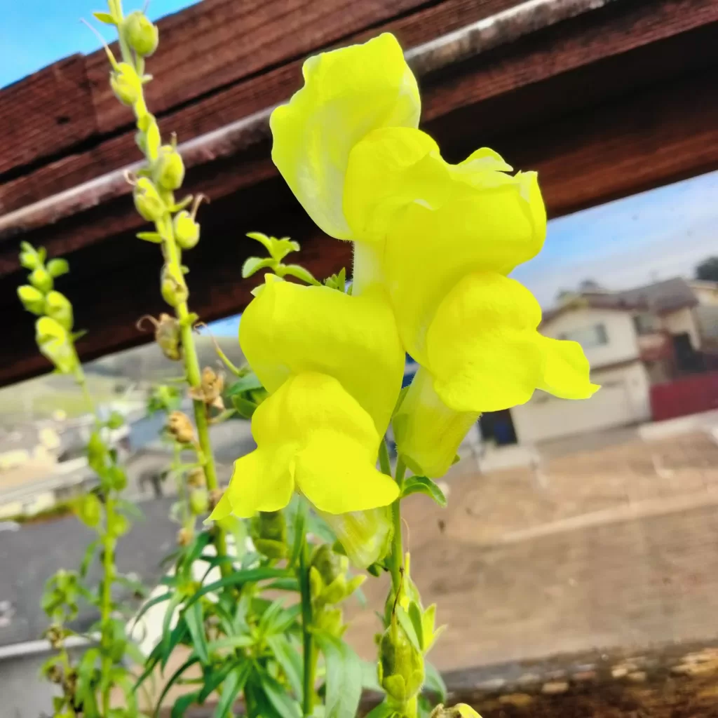 flowers at morro bay air bnb 12