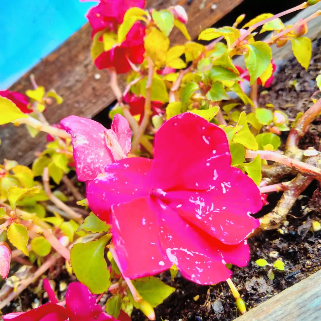 flowers at morro bay air bnb 11