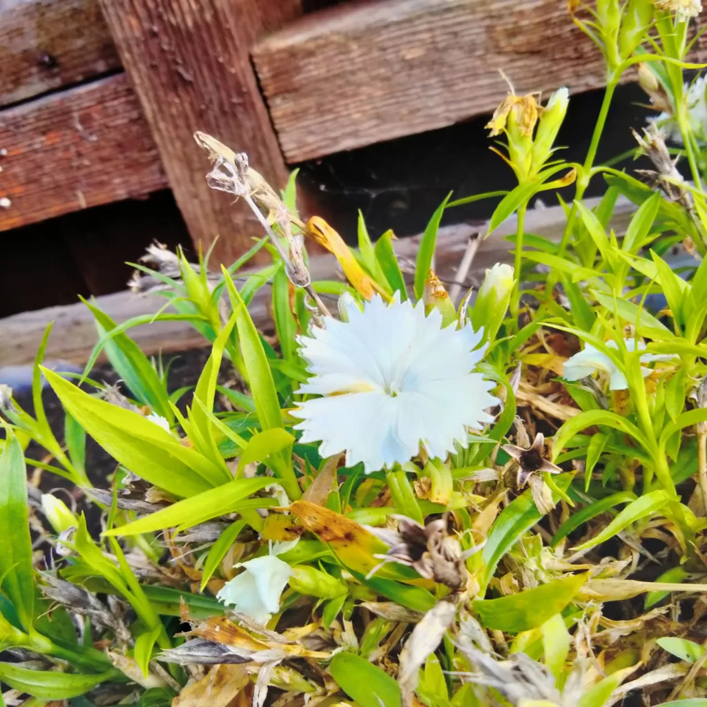 flowers at morro bay air bnb 9