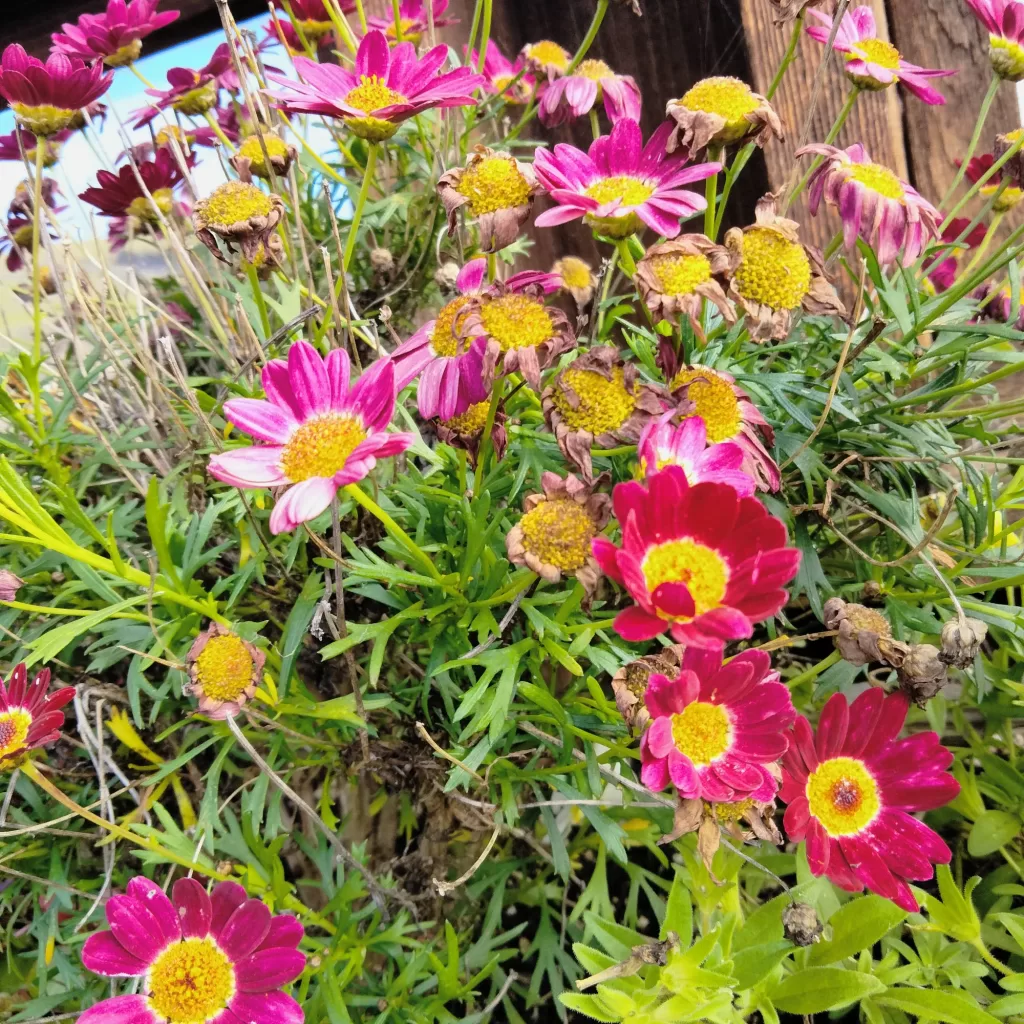 flowers at morro bay air bnb 8