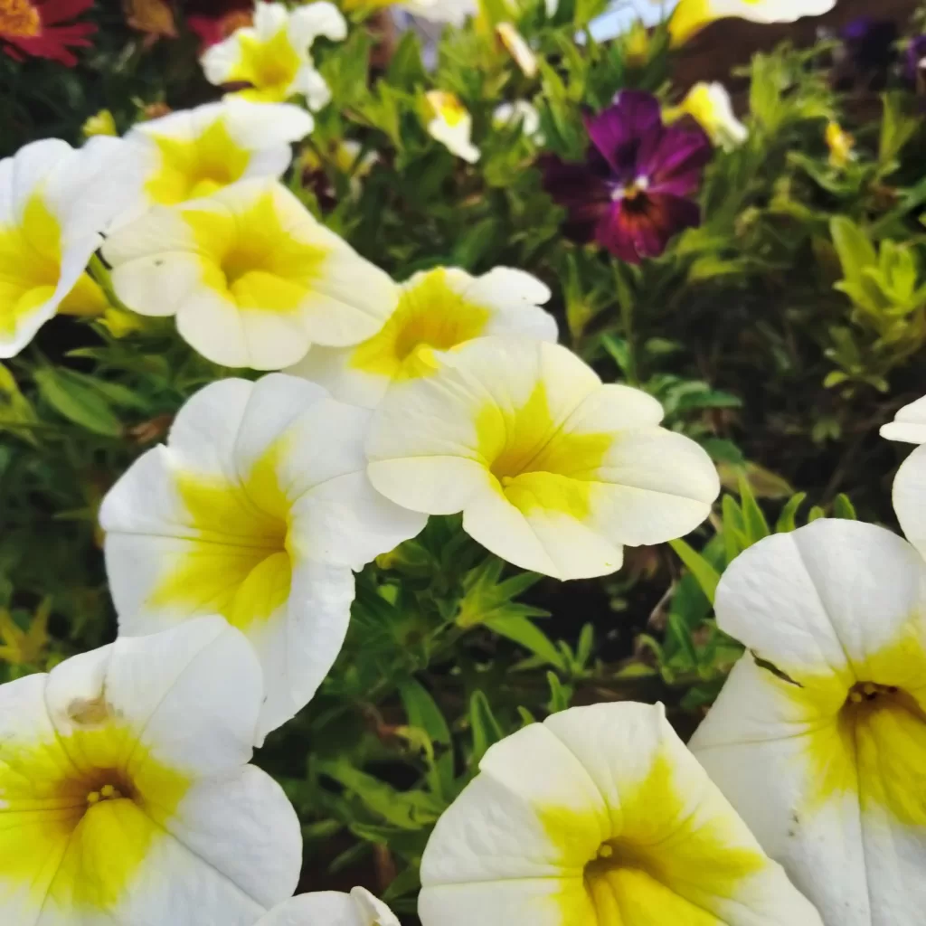 flowers at morro bay air bnb 7