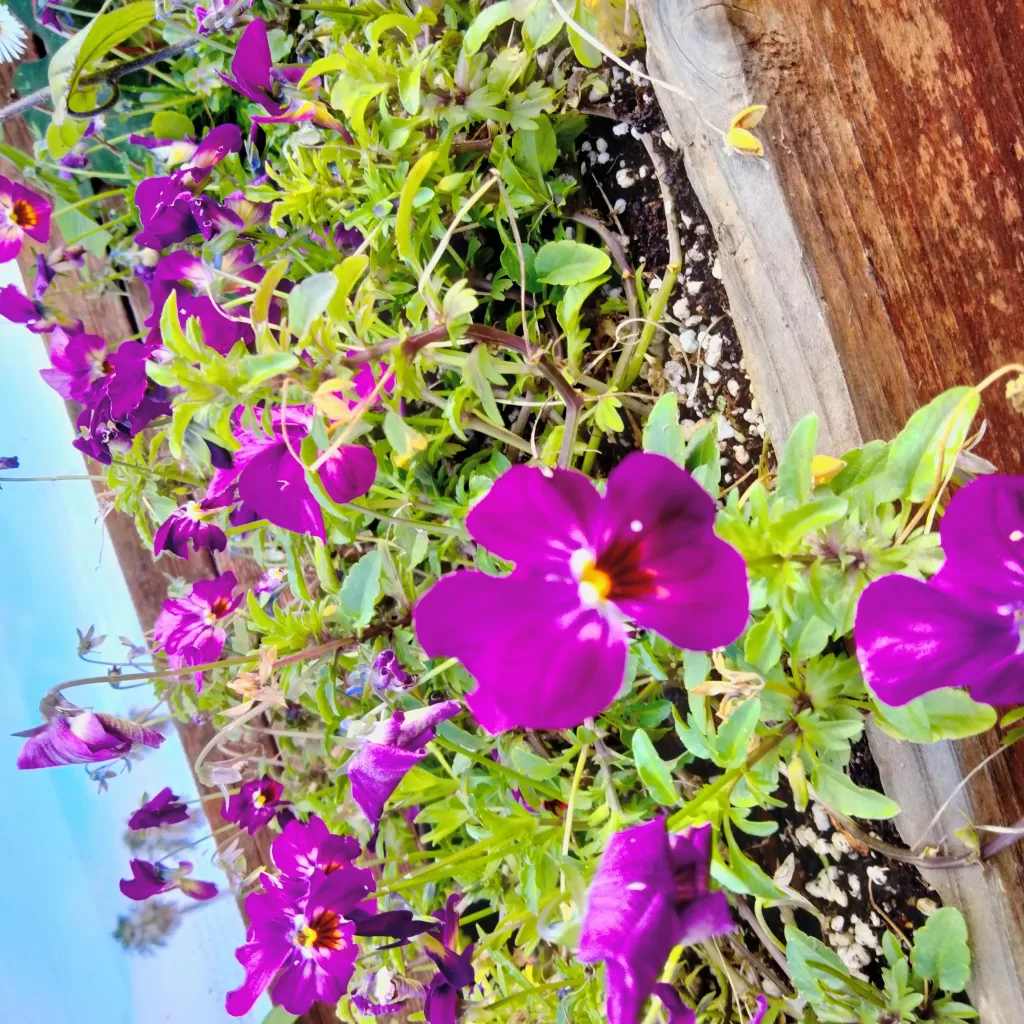 flowers at morro bay air bnb 6