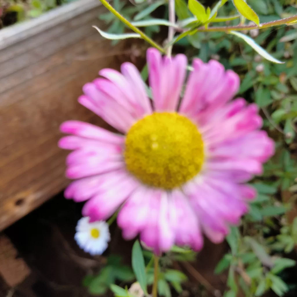flowers at morro bay air bnb 5