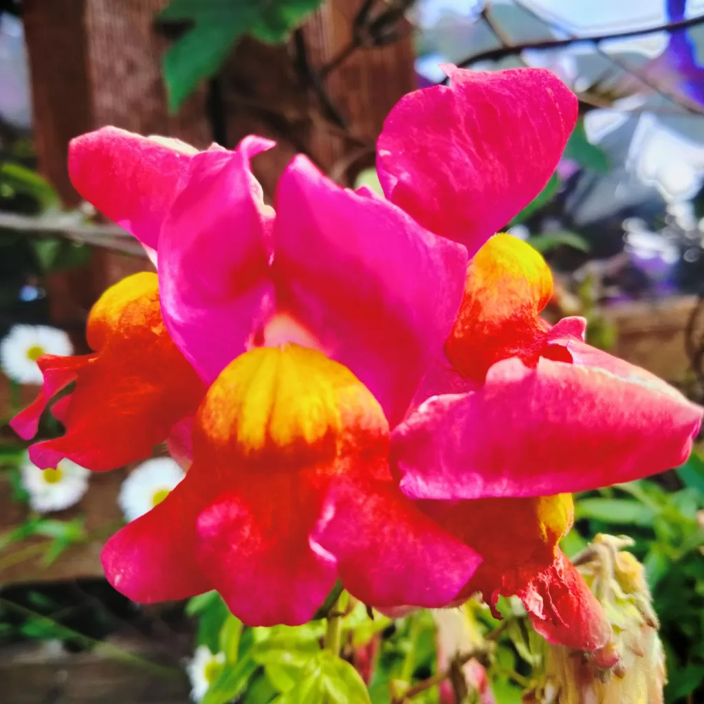 flowers at morro bay air bnb 4 snapdragons