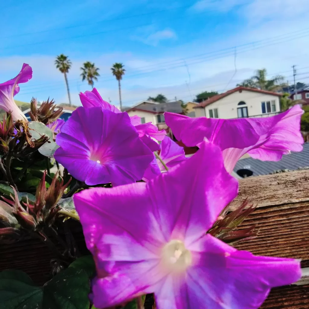 flowers at morro bay air bnb 3