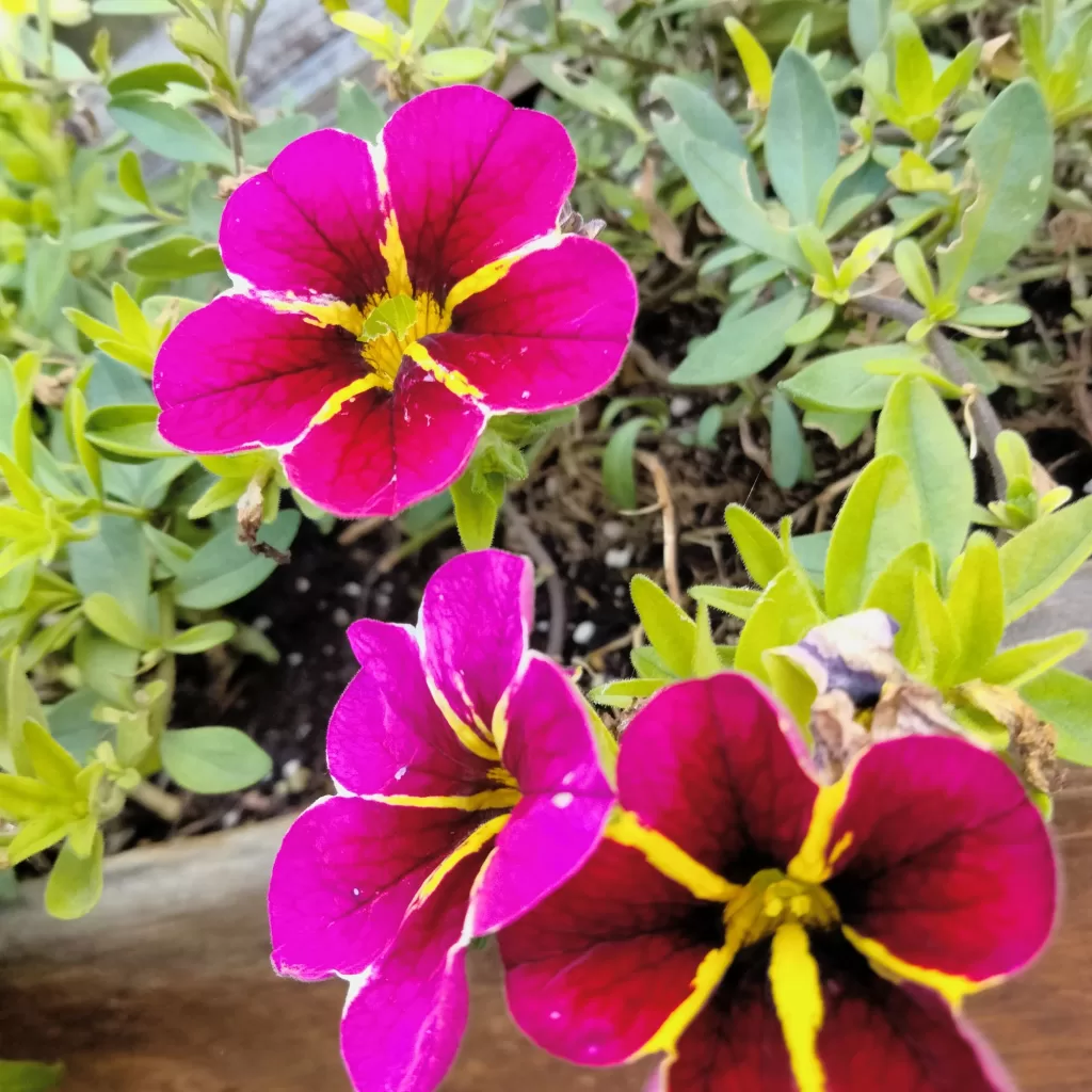 flowers at morro bay air bnb 2