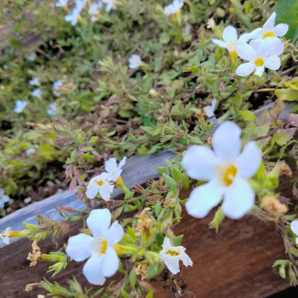 flowers at morro bay air bnb 1