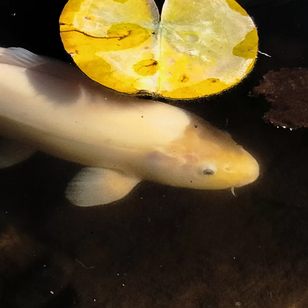 koi in fish pond ragged point big sur