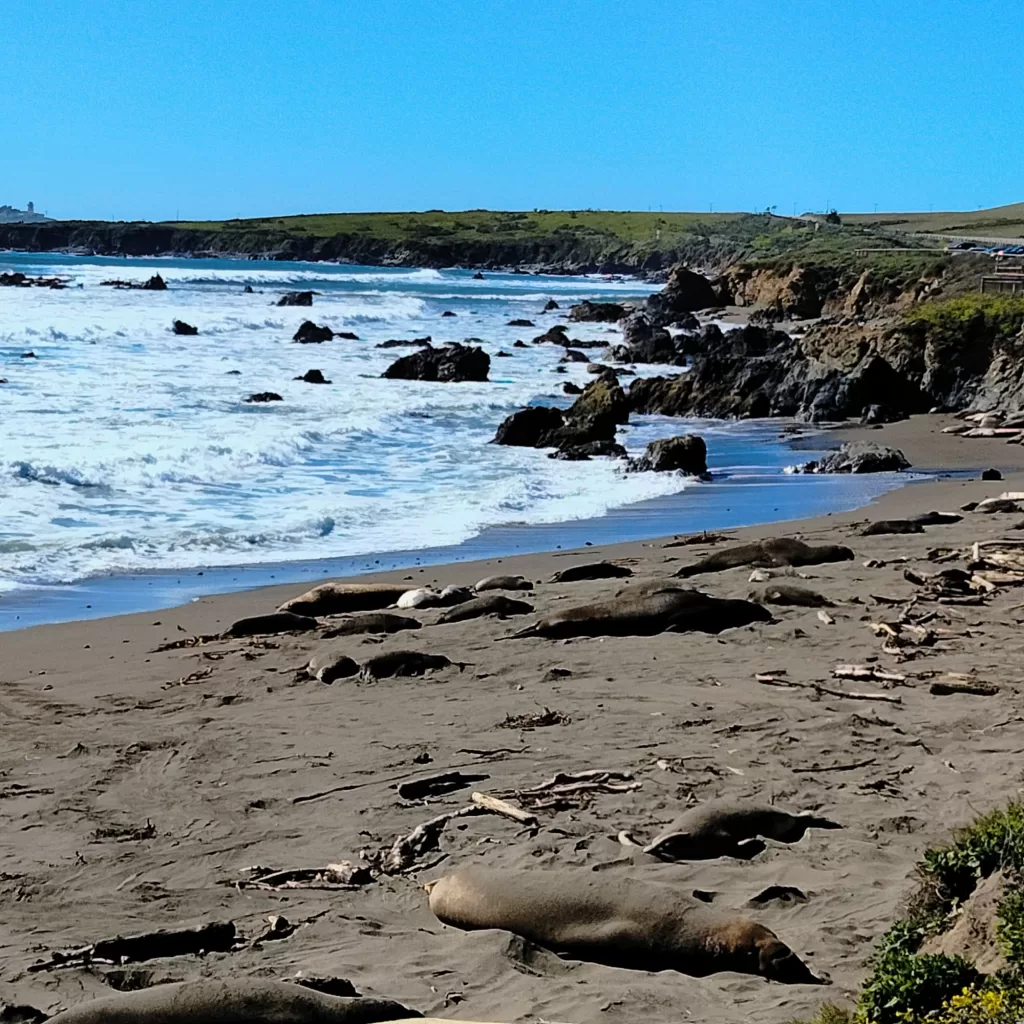 elephant seal viewing Big Sur