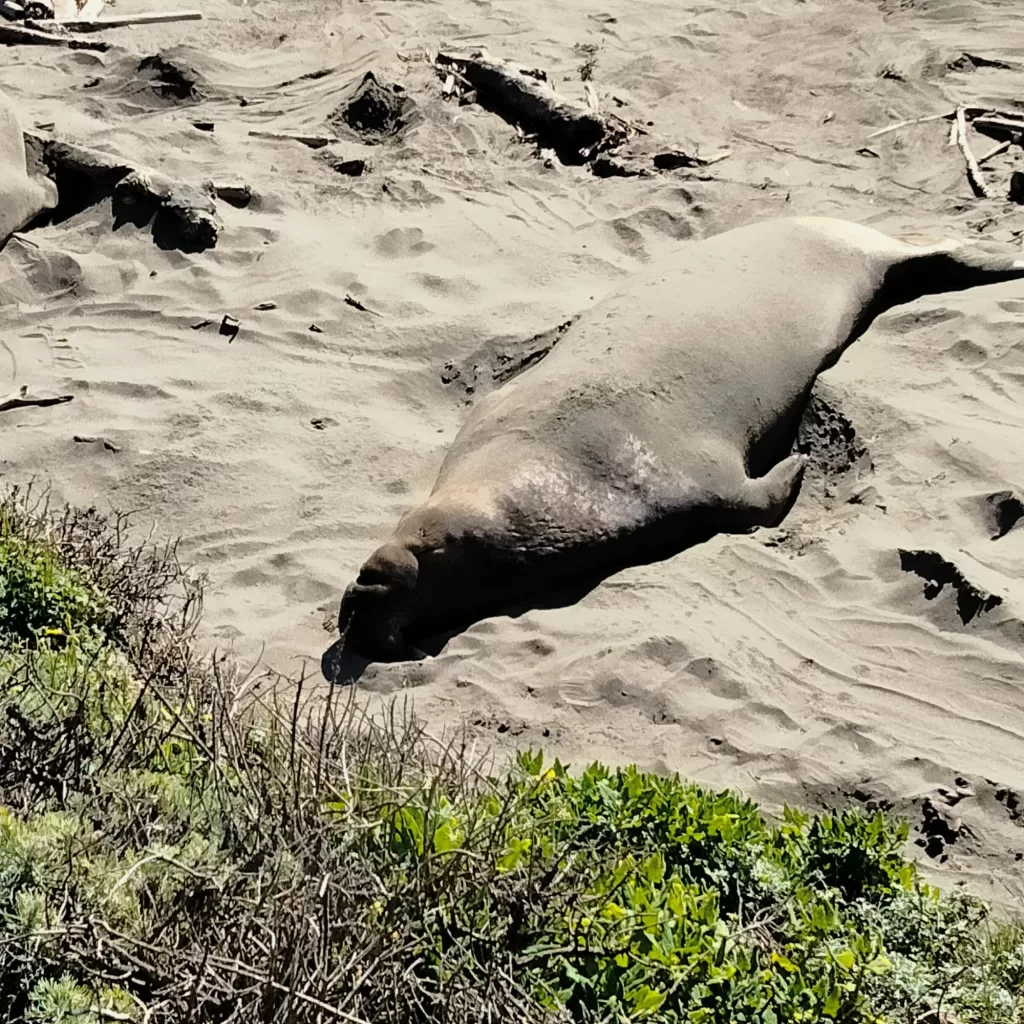male elephant seal asleep on beach Big Sur