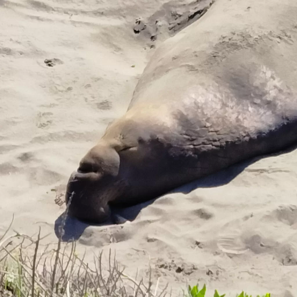 male elephant seal sleeping on beach Big Sur