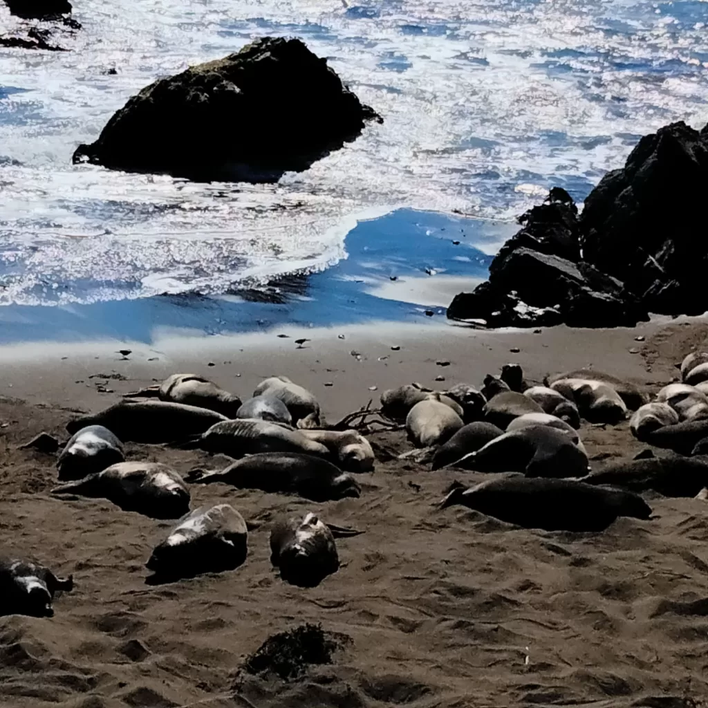elephant seals on beach