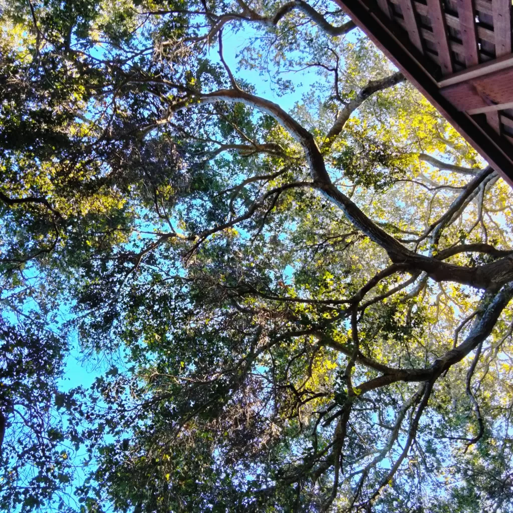 oaks above hot tub avila springs