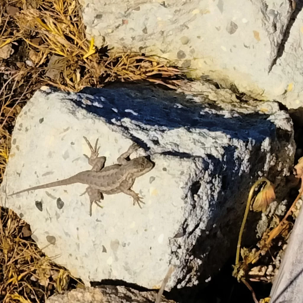 lizard on a rock