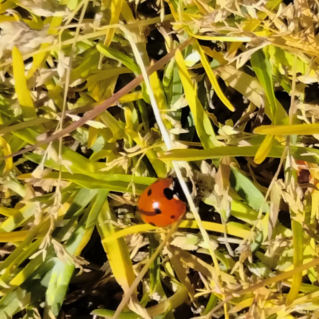 ladybug in the grass
