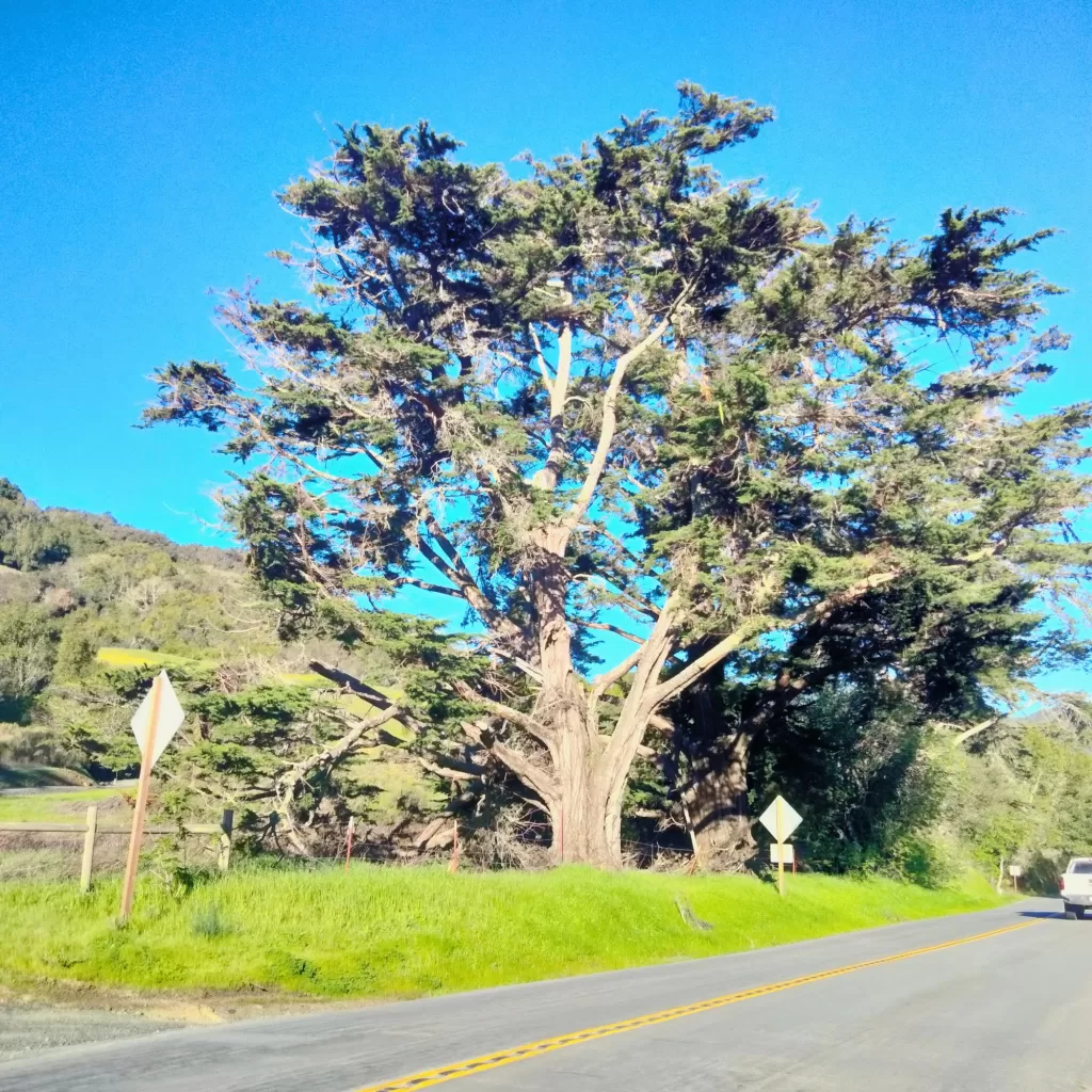 morro bay coastline oak tree