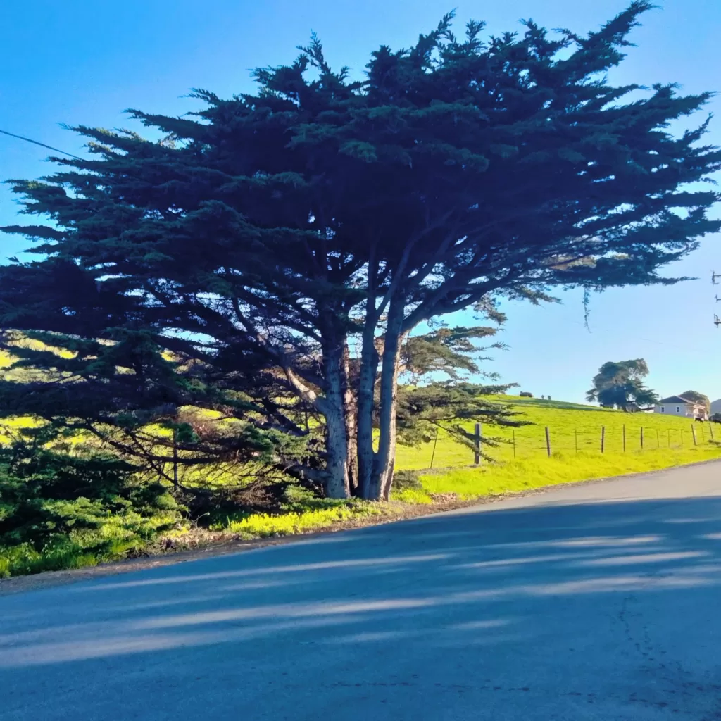 morro bay coastline cedar trees