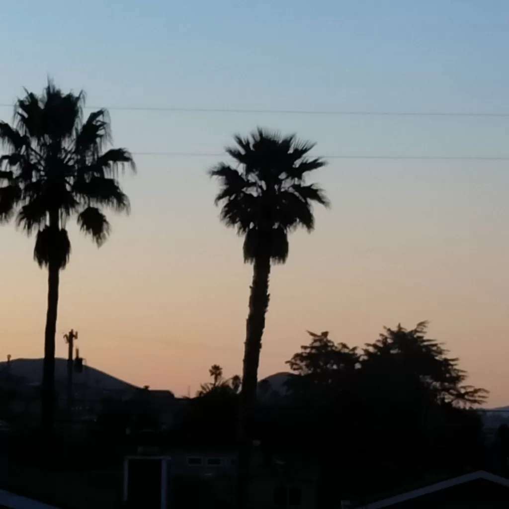 morro bay sunrise with palm trees