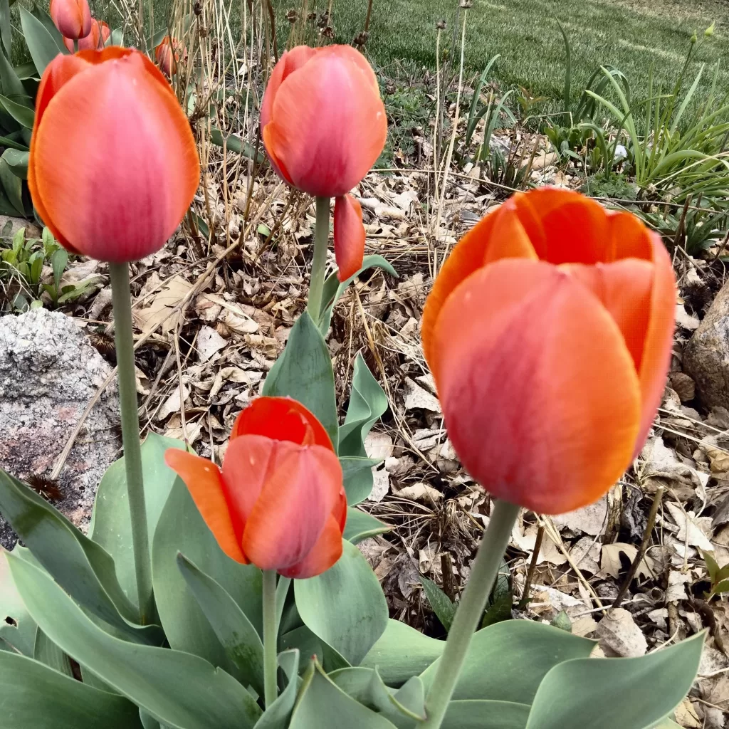 tulips of springtime