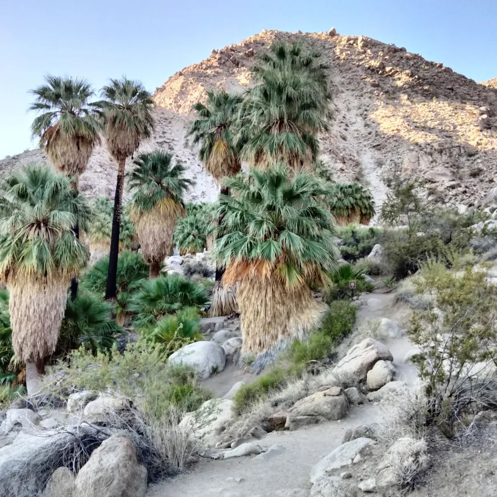 starting a spiritual journey california oasis