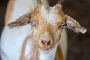 Detailed close-up of a goat with striking blue eyes. Perfect for animal and farm themes.