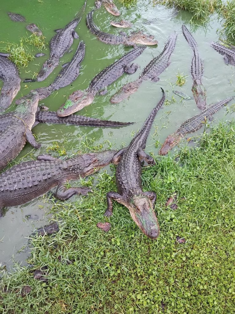 weekend in beaumont gator country