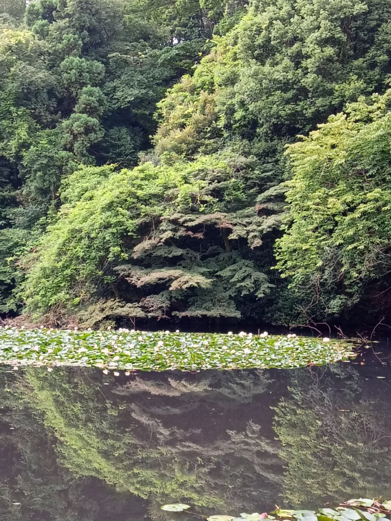 Meiji shrine, Tokyo