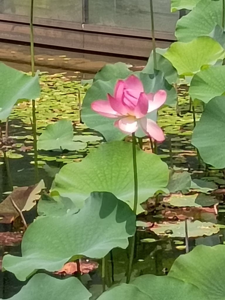 lotus flower in Shinjuku garden tokyo, last day in tokyo